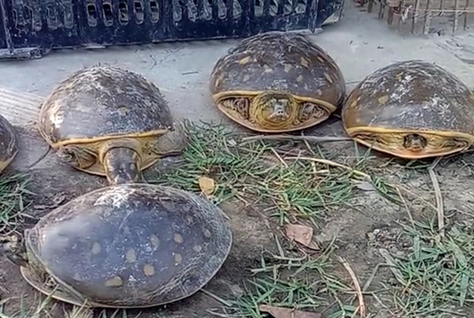 কলাপাড়ায় কচ্ছপ ও পাখি উদ্ধার