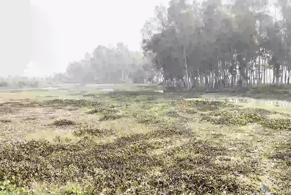 সিরাজগঞ্জে জলাবদ্ধতায় কৃষকের সর্বনাশ 