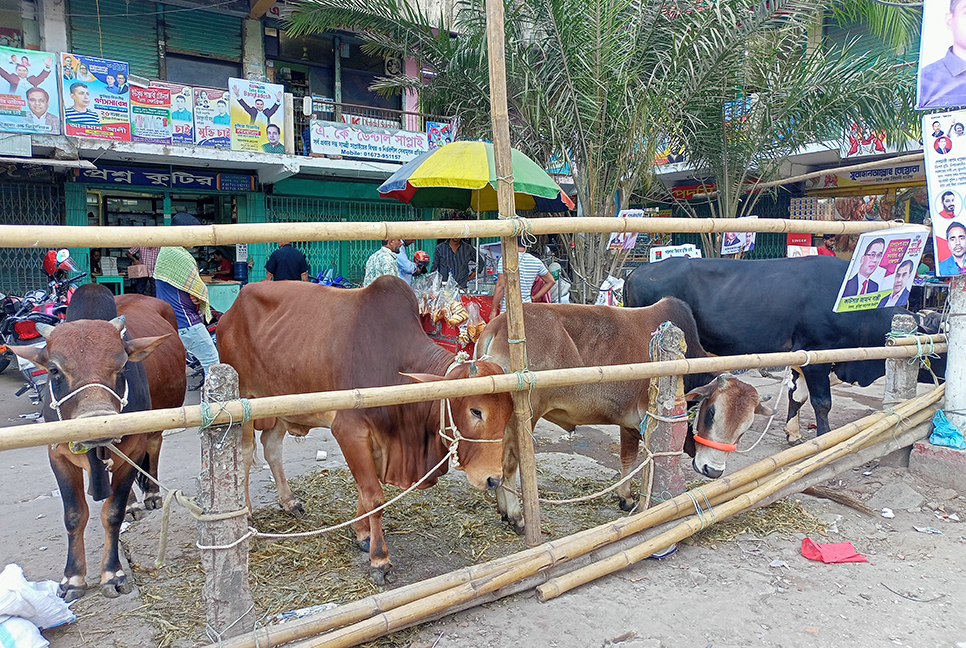 কুমিল্লায় বিএনপি নেতাকর্মীদের আপ্যায়নে ১০ গরু