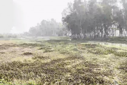 সিরাজগঞ্জে জলাবদ্ধতায় কৃষকের সর্বনাশ 