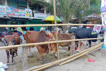 কুমিল্লায় বিএনপি নেতাকর্মীদের আপ্যায়নে ১০ গরু