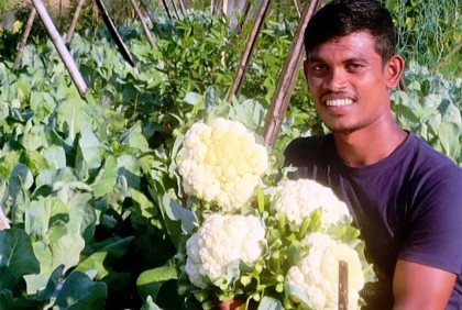 শ্রীমঙ্গলে আগাম ফুলকপি চাষ