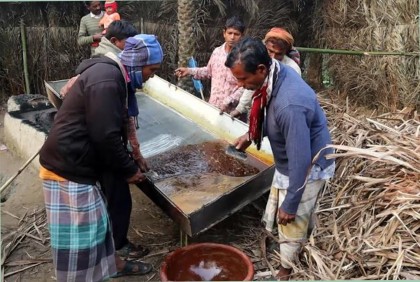 ঠাকুরগাঁওয়ে প্রাকৃতিক পরিবেশে তৈরি হচ্ছে খেজুরের গুড় 