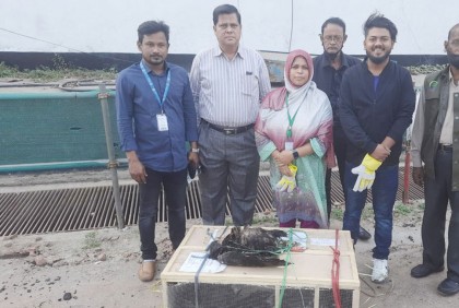 শাহজালালে বিদেশি ১০ ঈগল জব্দ, ২০ লাখ টাকা জরিমানা