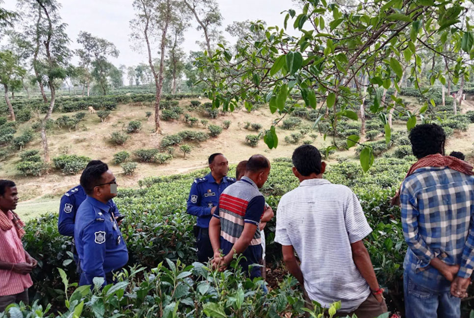 শ্রীমঙ্গলে চা বাগান থেকে অজ্ঞাত ব্যক্তির লাশ উদ্ধার 