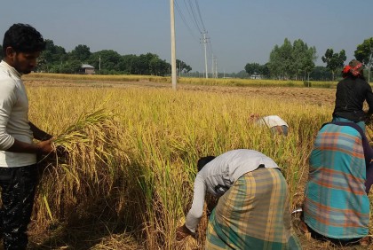 নাটোরে ৪৪ হাজার কৃষক পাচ্ছেন আড়াই কোটি টাকার বোরো প্রণোদনা