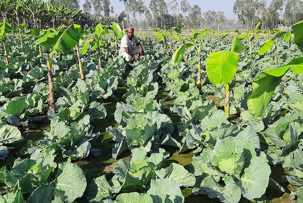 ডোমারে একই জমিতে সাথী ফসল চাষ