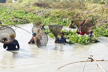 রাজবাড়ীতে পলো দিয়ে মাছ ধরা উৎসব