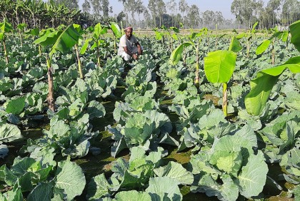 ডোমারে একই জমিতে সাথী ফসল চাষ