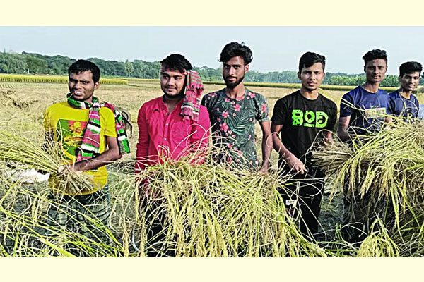শীতার্তদের পাশে দাঁড়াতে ধান কাটছেন তারা