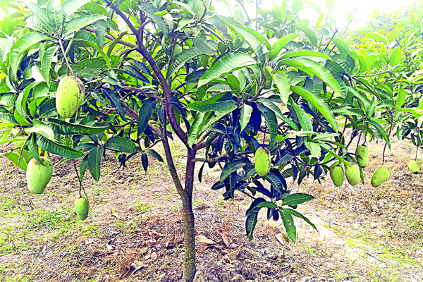 বারো মাসি আমে বাজিমাত মমিনুলের