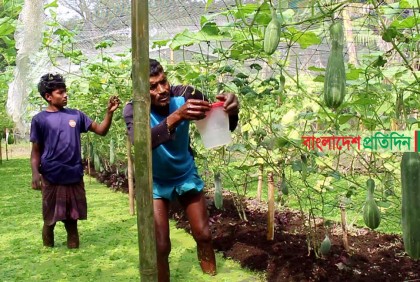 কালকিনিতে ভাসমান ধাপ পদ্ধতিতে চাষাবাদে সফলতা