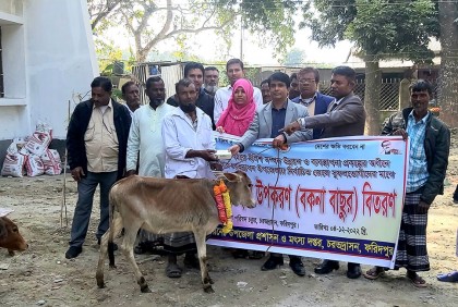 চরভদ্রাসনে জেলেদের মাঝে বাছুর বিতরণ