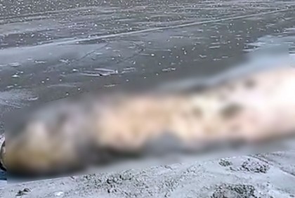 কুয়াকাটার সৈকতে ভেসে এলো মৃত ডলফিন