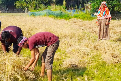 ছেলে মারা গেছেন সড়ক দুর্ঘটনায়, বন্ধুরা কেটে দিলেন মায়ের ধান 