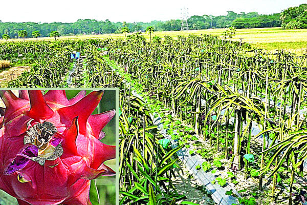 দক্ষিণে ড্রাগন চমক