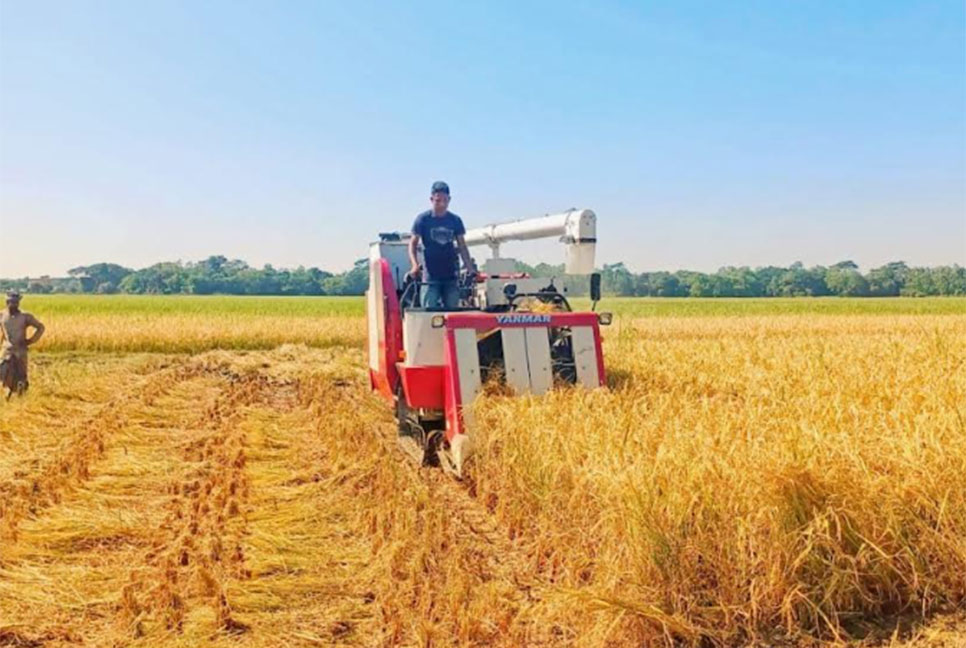 
বিশ্বনাথে আমনের অধিক ফলনে কৃষকের মুখে হাসি 