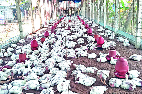 খুলনায় পোলট্রি শিল্পে অশনি সংকেত