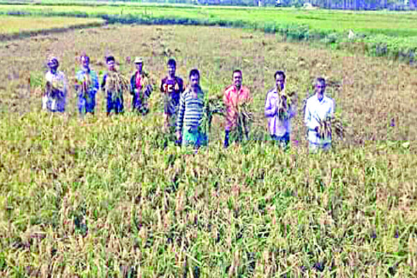 আখাউড়ায় মাঠে মাঠে ধান কাটার ধুম
