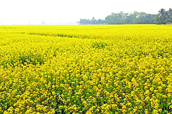 সরিষায় মুখরিত মাঠ