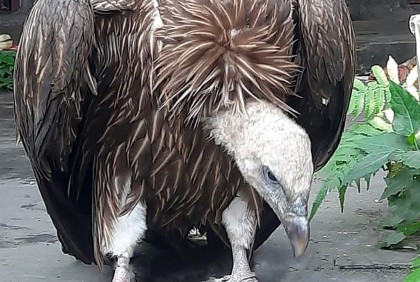 বগুড়ায় ‌‘হিমালয়ী গৃধিনী’ প্রজাতির শকুন উদ্ধার