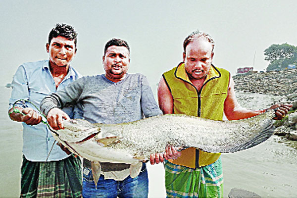 পদ্মায় সাড়ে ১৪ কেজির বোয়াল
