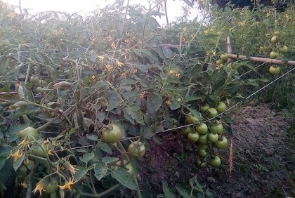 আগাম জাতের টমেটোর ফলন, দামে কৃষকের মুখে হাসি