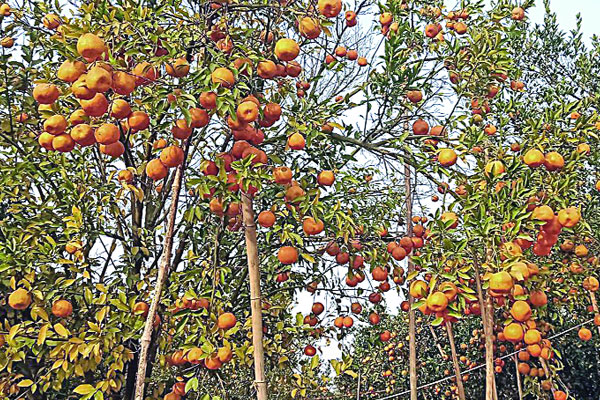দার্জিলিং কমলায় বাজিমাত
