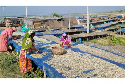 চলনবিলের শুটকি নিয়ে ব্যস্ত শ্রমিকরা