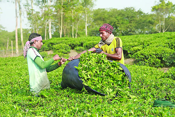 বিপুল সম্ভাবনা পঞ্চগড়ে
