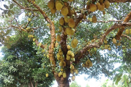 জাতীয় ফল কাঁঠালের জীবন রহস্য উন্মোচন