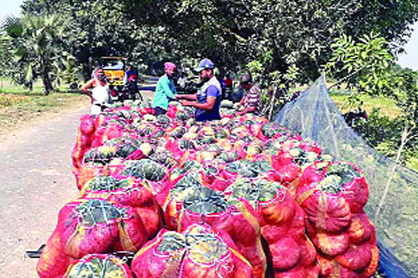 আমবাগানের পতিত জমিতে কুমড়ার বাম্পার ফলন