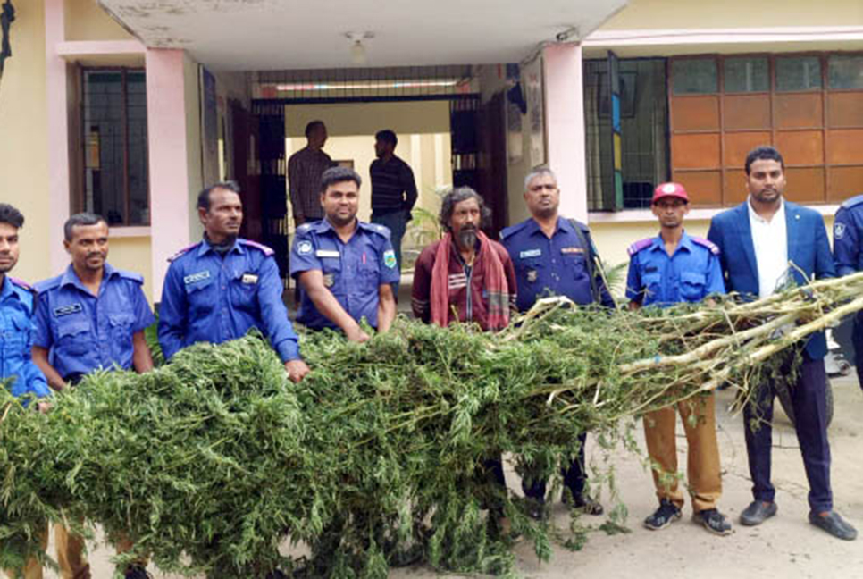 বগুড়ায় গাঁজার গাছসহ মাদক কারবারি আটক