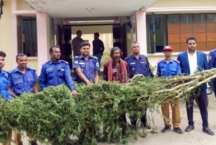 বগুড়ায় গাঁজার গাছসহ মাদক কারবারি আটক