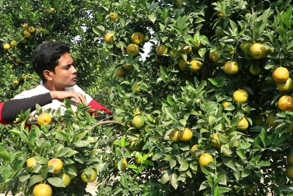 নওগাঁর বরেন্দ্র অঞ্চলে দার্জিলিং কমলা চাষ
