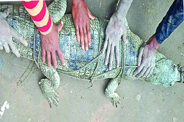 চিত্রায় বিরল ঘড়িয়াল