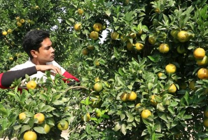 নওগাঁর বরেন্দ্র অঞ্চলে দার্জিলিং কমলা চাষ
