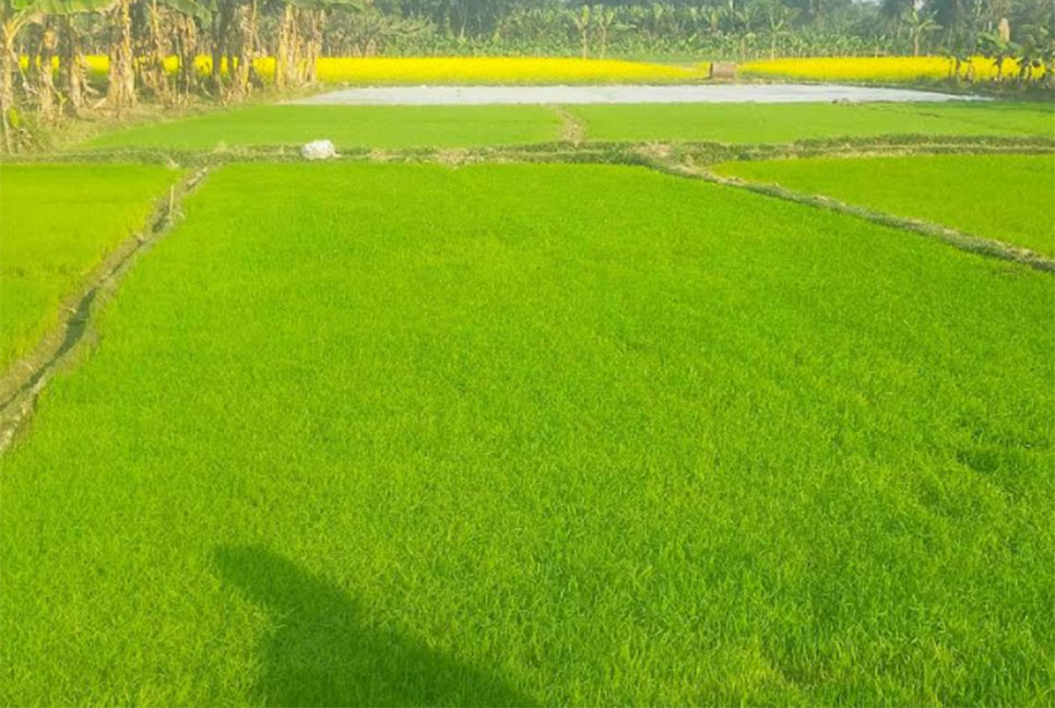 ঝিনাইদহে নতুন পদ্ধতিতে ধানের 
চারা তৈরি করে সফল কৃষকেরা