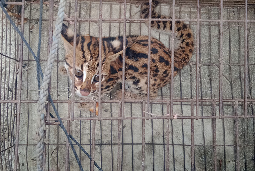 ৫ দিন ধরে খাচায় বন্দি মেছো বাঘ