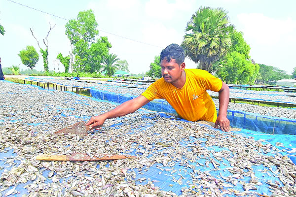 সিরাজগঞ্জে ১০ কোটি টাকার শুঁটকির বাজার