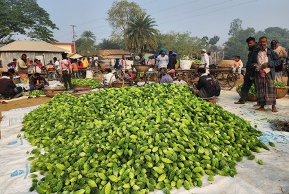 করলার গ্রাম নাটোরের সিংড়ার মহেশচন্দ্রপুর