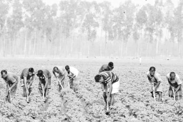 রংপুরে আলুর আবাদ নিয়ে চিন্তিত কৃষক