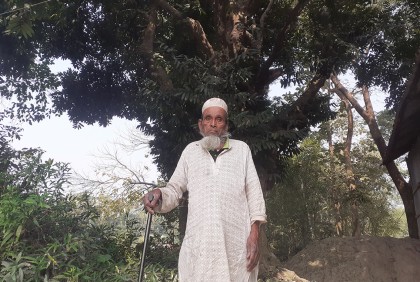 ৫০০ বছরের গাব গাছের যত গল্প 