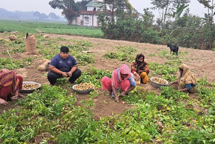 বগুড়ায় মাঠে মাঠে আগাম আলু 