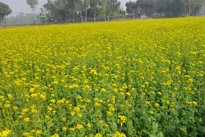 হলুদ সরিষা ফুলে কৃষকের স্বপ্ন দোলে