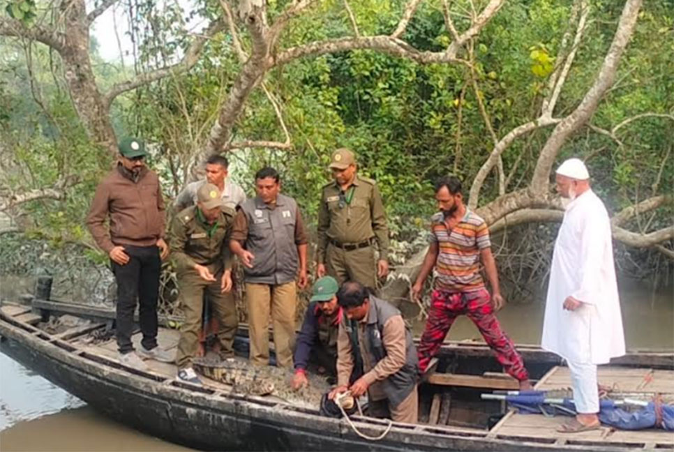 সুন্দরবনে কুমির, তক্ষকসহ বিভিন্ন 
প্রজাতির ১৫টি পাখি অবমুক্ত 
