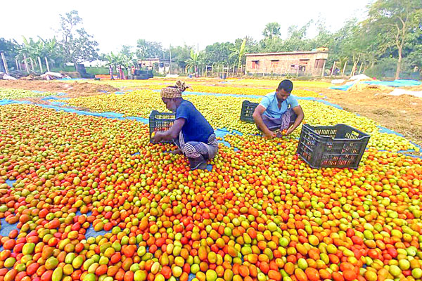 ২০০ কোটি টাকার টমেটো বাণিজ্য