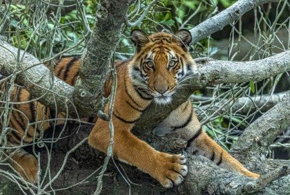 সুন্দরবনে শুরু বাঘ গণনা কার্যক্রম