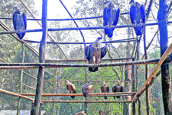 অবমুক্তির অপেক্ষায় আট শকুন