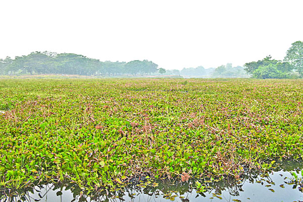 আতঙ্কে জাবি ছেড়েছে অতিথি পাখিরা!
